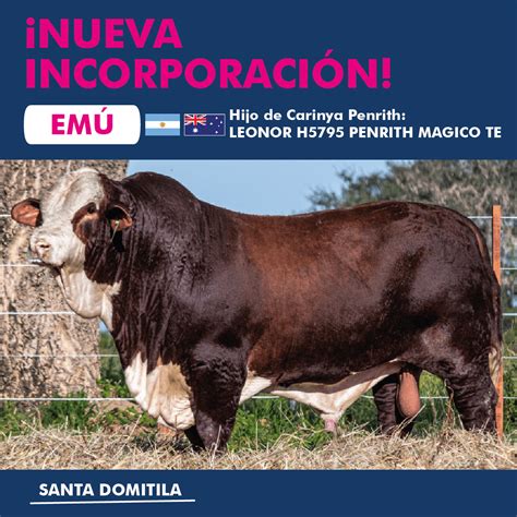 Muy destacado hijo de Carinya PENRITH madre Grand Slam y .